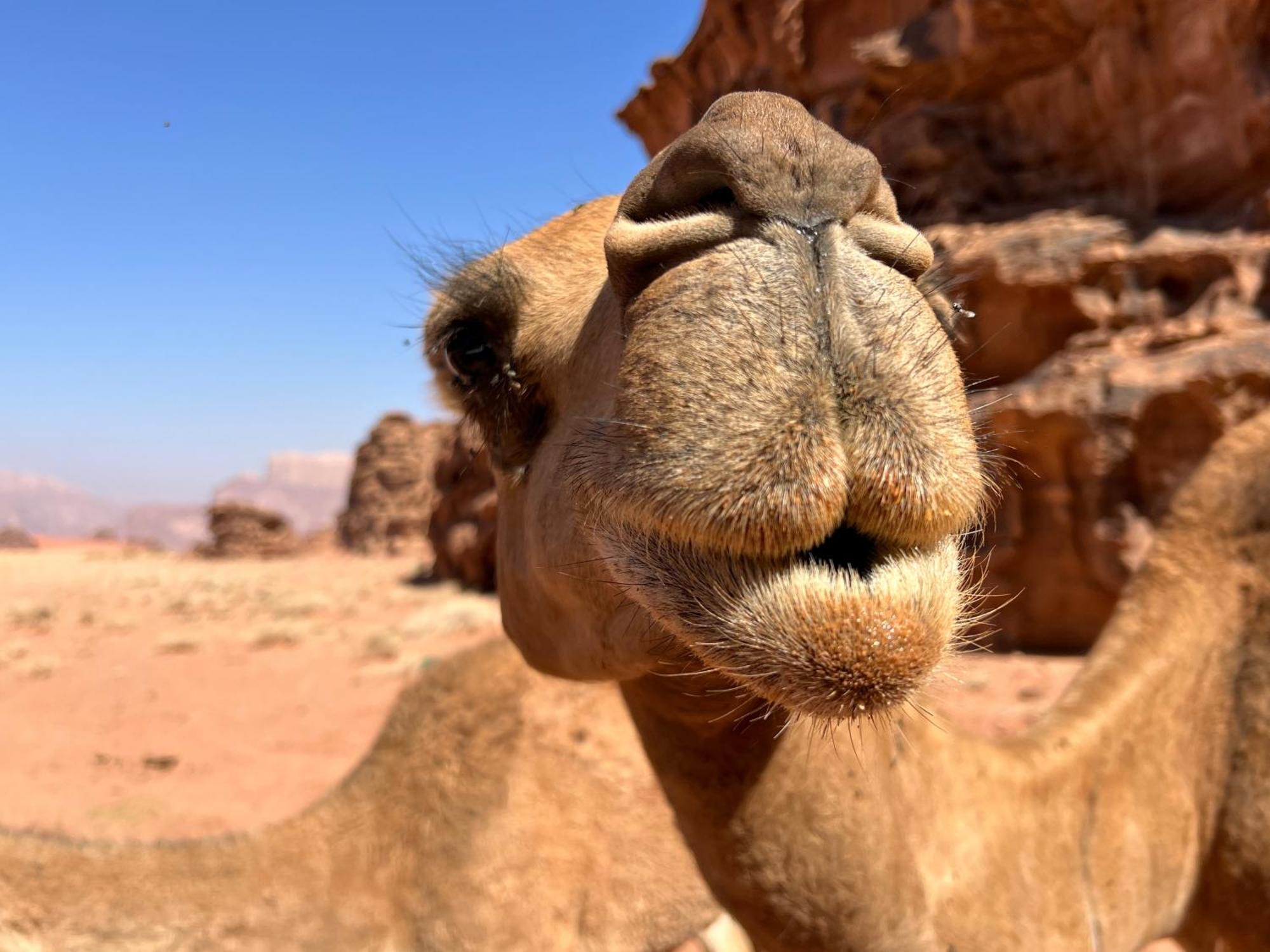 Hotel Salameh'S Bedouin Camp Wadi Rum Zewnętrze zdjęcie